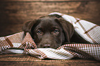 Labrador Retriever Welpe