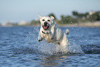 rennender Labrador Retriever