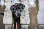 Labrador Retriever Portrait