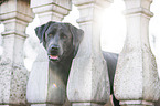 Labrador Retriever Portrait