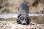 Labrador Retriever macht Spielaufforderung