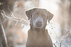 Labrador Retriever Portrait