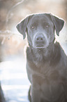 Labrador Retriever Portrait