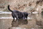 Labrador Retriever im Wasser