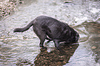 Labrador Retriever im Wasser