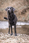 stehender Labrador Retriever