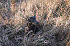 sitzender Labrador Retriever