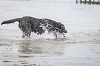 spielender Labrador Retriever