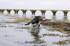 spielender Labrador Retriever