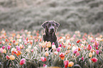 Labrador Retriever Portrait