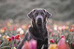 Labrador Retriever Portrait