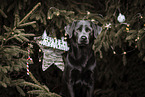 Labrador Retriever Portrait