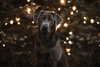Labrador Retriever Portrait