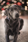 liegender Labrador Retriever