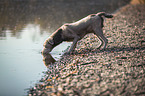 trinkender Labrador Retriever