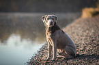 sitzender Labrador Retriever