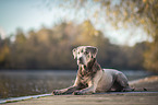 liegender Labrador Retriever