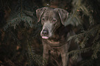 Labrador Retriever Portrait