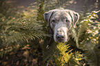 Labrador Retriever Portrait