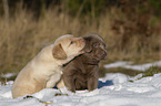 Labrador Retriever Welpen