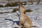 Labrador Retriever Welpe