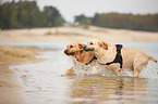 2 Labrador Retriever