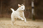 spielender Labrador Retriever