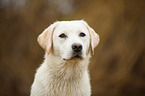 Labrador Retriever Portrait