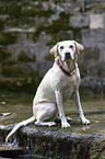 blonde Labrador Retriever Hndin