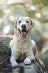 blonder Labrador Retriever Rde