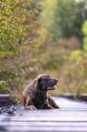 brauner Labrador Retriever