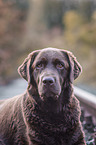 brauner Labrador Retriever