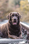 brauner Labrador Retriever