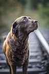 brauner Labrador Retriever