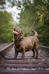 brauner Labrador Retriever