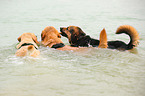 Hunde