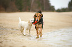 Hunde