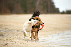 Hunde