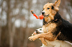 Hunde