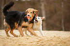 Hunde
