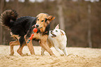 Hunde