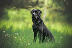 schwarzer Labrador Retriever