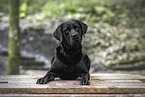 schwarzer Labrador