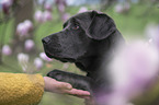 Labrador Retriever gibt Pftchen