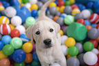 Labrador Retriever Welpe