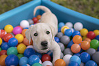 Labrador Retriever Welpe