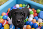 Labrador Retriever Welpe