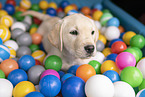 Labrador Retriever Welpe