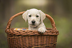 Labrador Retriever Welpe