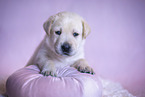Labrador Retriever Welpe